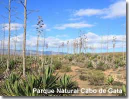 Agave plant landscape in the Cabo de Gata Natural Park