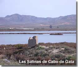Bird watching at Las Salinas de Cabo de Gata in Almeria