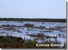 Birdwatching at Puntas Entinas-Sabinar in Almeria