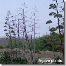 Agave plants at Almoladeras in Cabo de Gata