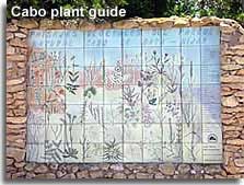 Plant guide at the start of the Amoladeras nature walk in the Cabo de Gata