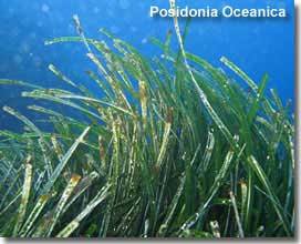 Posidonia Oceanica sea grass