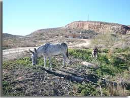 Donkey in Los Gallardos countryside