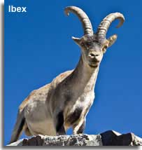 Spanish Ibex mountain goat