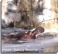 Hippo on the path of nature
