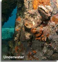 Colourful underwater diving landscape