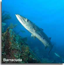 Barracuda sealife