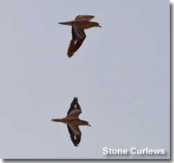 Stone Curlews in flight