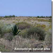 Flora examples Las Amoladeras, Cabo de Gata.