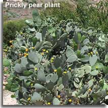Prickly pear plant in the Botanical centre of Rodalquilar
