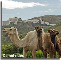 Camel rides in Mojacar