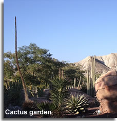 Oasys Park cactus garden
