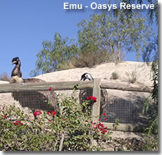 Emu in the nature reserve