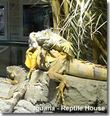 Green Iguana in the Reptile House
