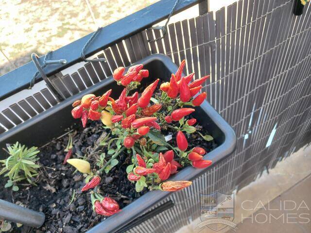 Apartment Salsa: Apartment for Sale in Palomares, Almería