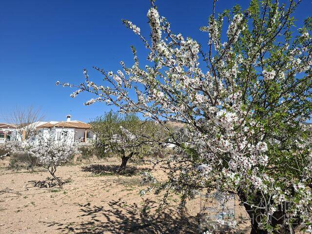 Villa Aster: Villa for Sale in Albox, Almería