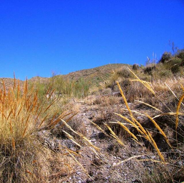 OLV0525: Cortijo for Sale in Uleila del Campo, Almería