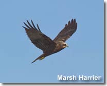Marsh Harrier