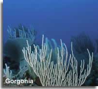 Sea whip - White Gorgonia coral