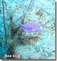 Colourful sea slug