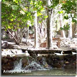 Ducks on the Arroyo de Celin stream